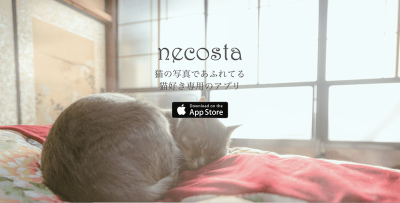 猫好き専門 写真動画投稿アプリ ねこすた